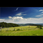 traktor žene krávy