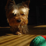 Cathy von Prerijní Květinka