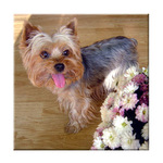 Cathy von Prerijní květinka 2