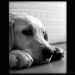 Buddy