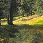 Parket lesních divožen