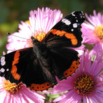Butterfly..
