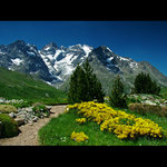 Alpská zahrádka II.