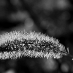 sluníčko v osinách