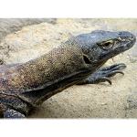 Obrázky ze zoo - Varan