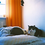 mačací život č.2