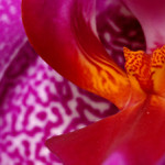 Orchidea