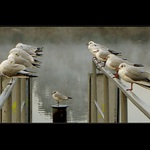 <b>.:Ptačí Cvičení:.</b>