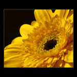 <b>:: narozeninová II ::</b>