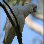 Cockatoo
