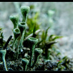 <b>...HOUBIČKY...</b> <hr> <b>