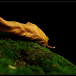 <b>...OBYČEJNÝ LIST...</b> <hr> <b>