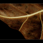 <b>...OŘECHOVÝ LIST...</b> <hr> <b>