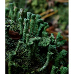 <b>...PODZIMNÍ LIŠEJNÍK...</b> <hr> <b>