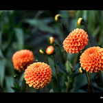 ..:::co vyroste z poupěte:::..