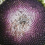 Slunečnicová mandala