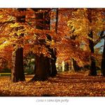 Cesta v zámeckém parku