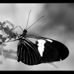 Sosáčkama sosáme ... I.