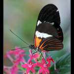 Sosáčkama sosáme ... II.