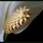 Spathiphyllum