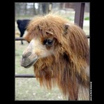 i'm bloud,vel bloud..