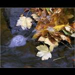 Barvy podzimu v Doubravě