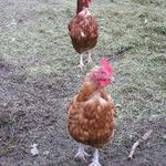 Dvě slepice, stejným směrem