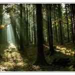 Light in the wood