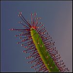 Čekání na večeři.