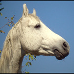 arabský plnokrevník