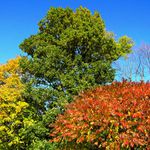 Barevnost podzimu 5 in 1