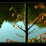 Just a tree...