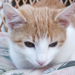 Proč u mě ten chlap asi stojí?