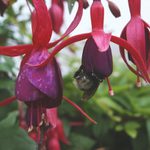 Zlatý sladký střed ...