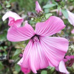 Říjnová růžová s kornoutkem ...