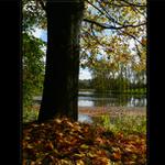 Na hladině rybníka..