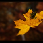 padá listí.. padá..