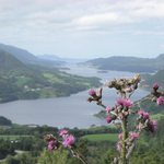 Bodlák s výhledem na fjord