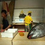 Rybárna s hlavou tuňáka