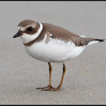 Semipalmated Plover (Charadrius semipalmatus)