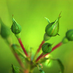 Růže v opojení mládí