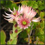 V rozprávkovej krajine rastie rozprávkový kvet...