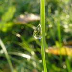 Je nás v trávě miliony......stačí se dívat