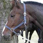 I kůň může být smutný