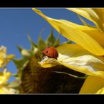 ...cesta za sluncem...