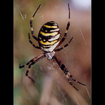 Křižák pruhovaný