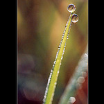 Perličky podzimního rána