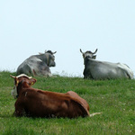 Co tam dneska dávají?