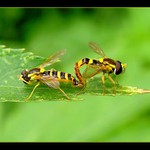 Zo života hmyzu-párenie