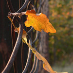 Jeseň už nezastavíme..